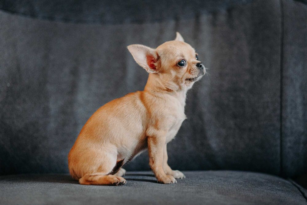 Chihuahua - śliczna suczka gotowa do odbioru :)