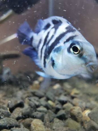 Рибка синій тигр