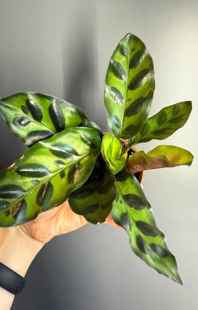 Calathea Калатея Дотті, Ланцефолія