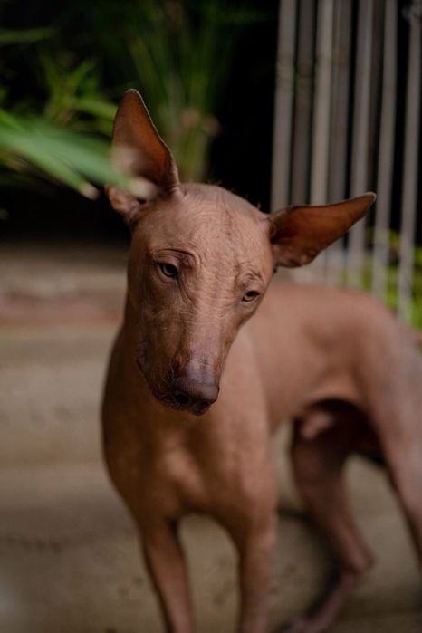 Lyborius Legacy - Cão Sem Pelo do Mexico