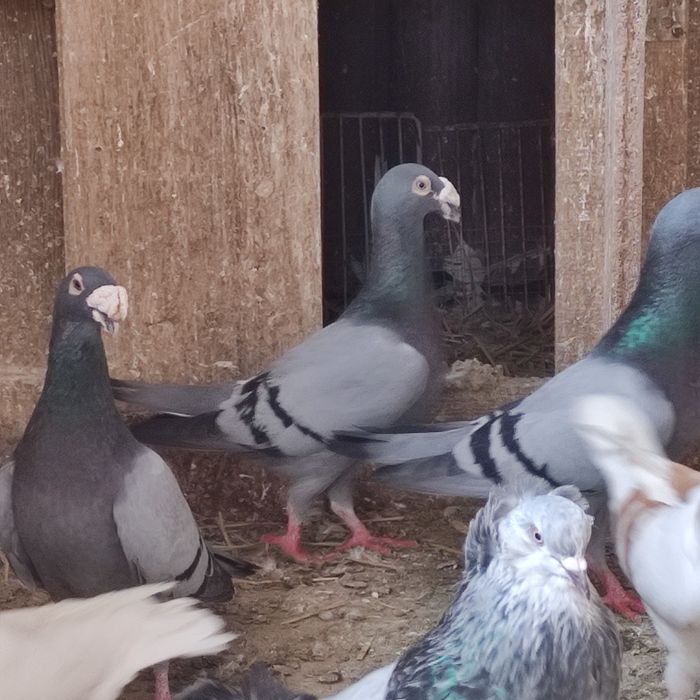 Gołębie staropolskie i rzeszowskie