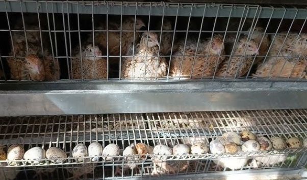 Інкубаційні  яйця перепілок і селадонів