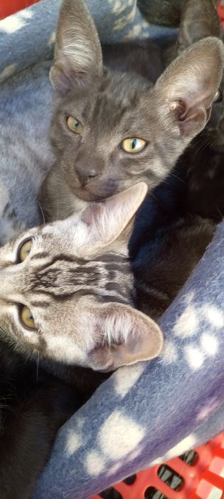 Gatinhos para adoção
