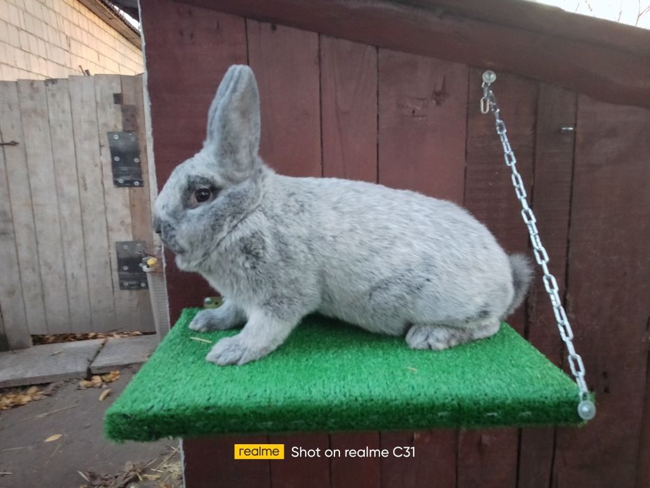 Samica wielki jasno srebrzysty wjs rodowód