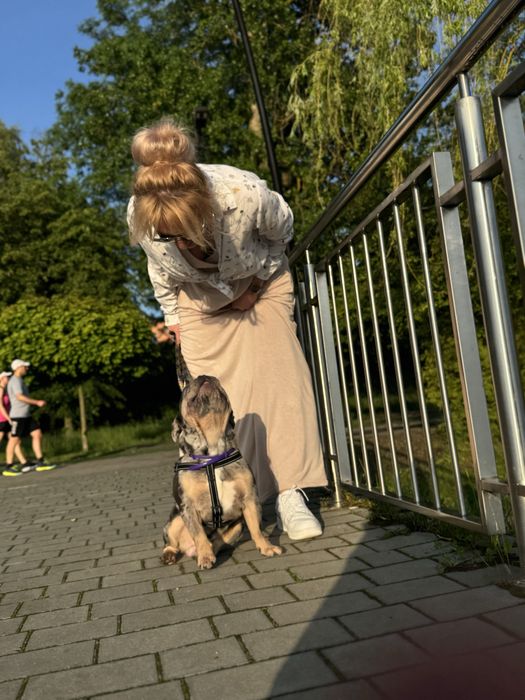 Вязка французький бульдог, ціна договірна. Є усі прививки.