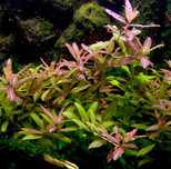 Roślina akwariowa Hygrophila Polysperma Sunset