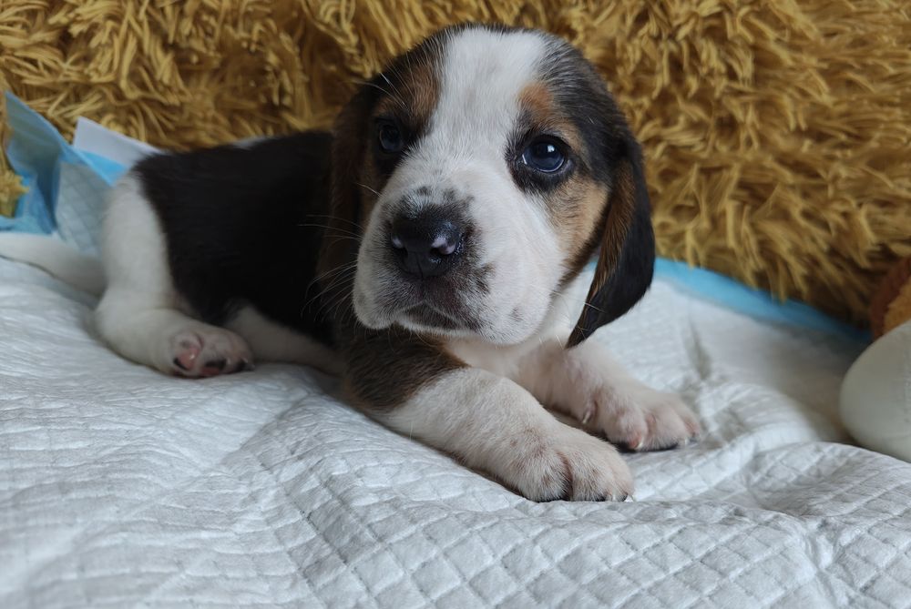Beagle tricolor szczeniak piesek