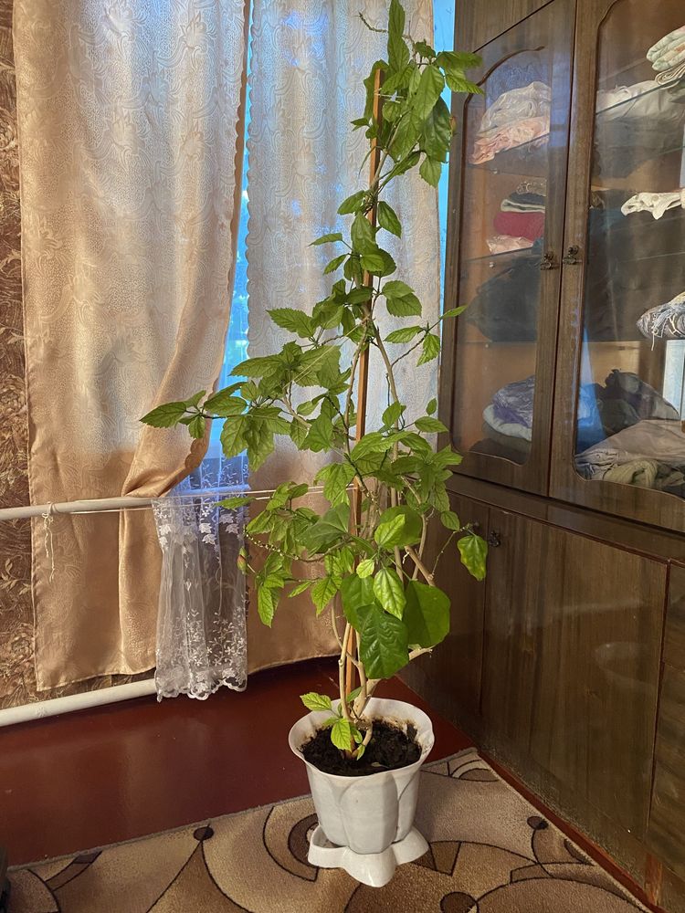 Комнатные цветы