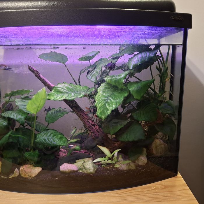 Akwarium z wyposażaniem