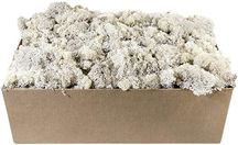 Biały reniferowy MECH CHROBOTEK PAKA 60g naturalny terrarium