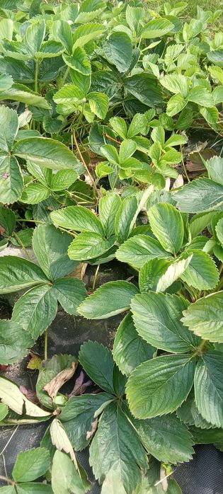 Sadzonki truskawek 200 sztuk