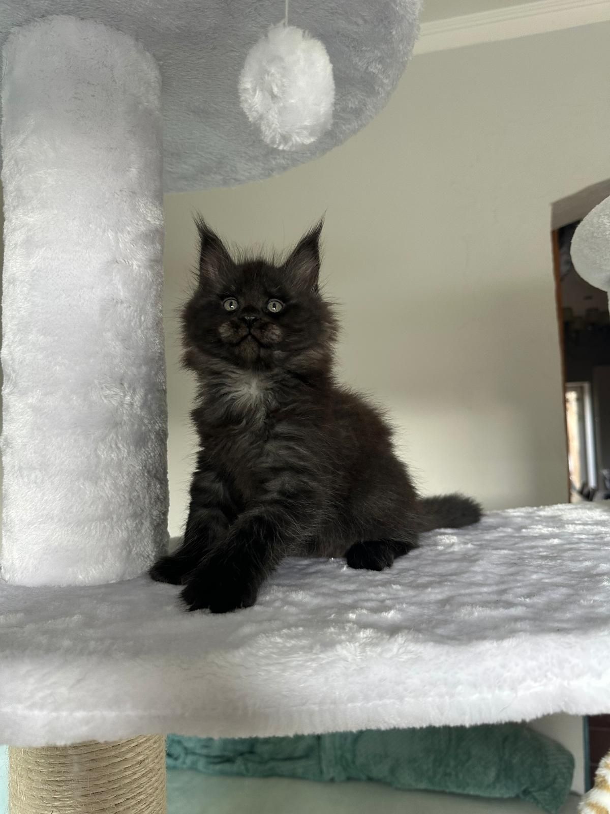 Catholini Maine Coon chłopczyk Ziomek Opcja