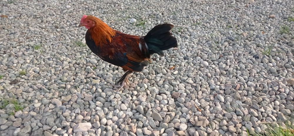 Perlik,fenix,biegus sprzedam lub zamienię
