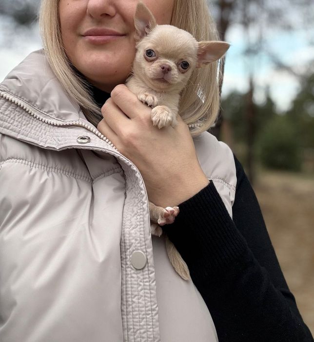 Przepiękna sunia mini chihuahua FCI