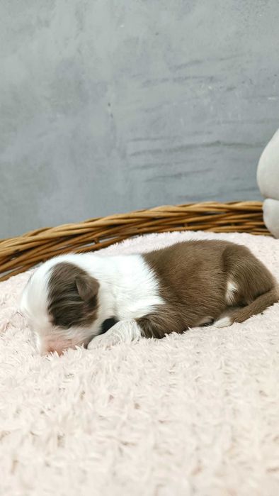 Owczarek Australijski – Suczka – Red Tri - długi ogonek.