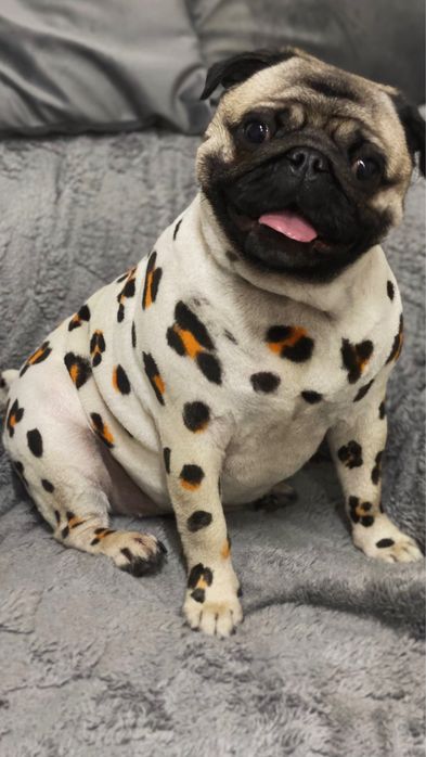 Стрижка Груминг Південне