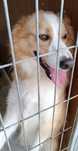 Border collie (macho)