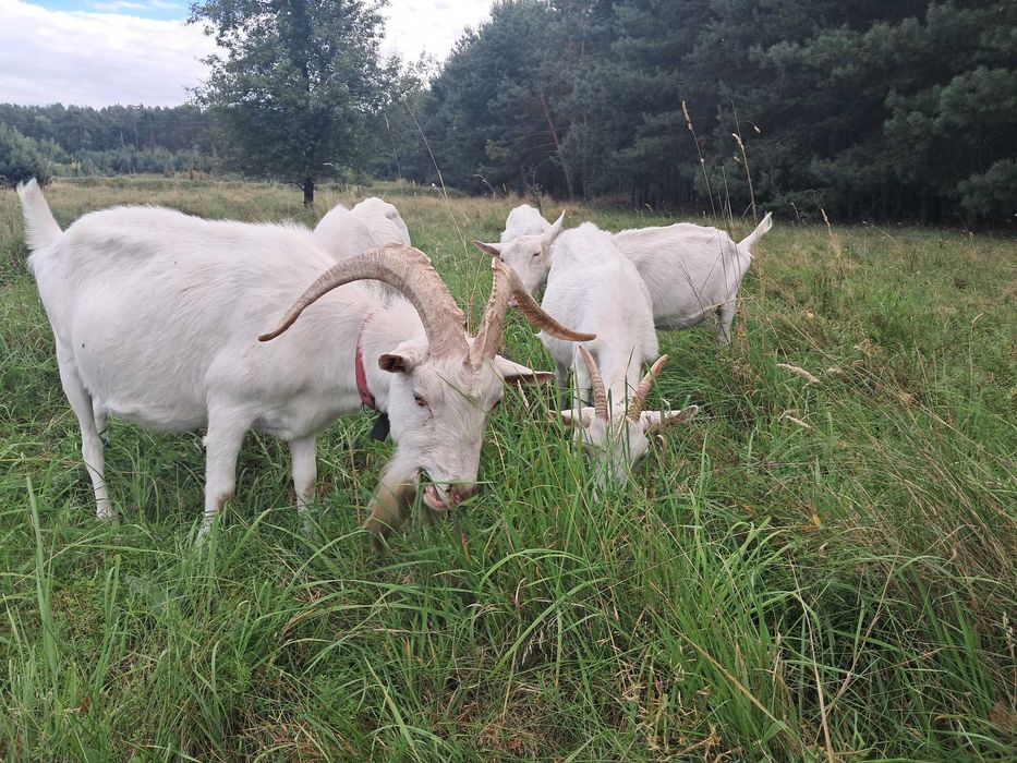 Stado kóz saaneńskich z możliwością kupna pojedyńczych sztuk