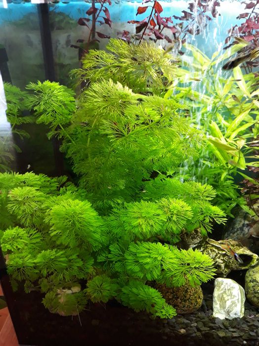 Roślina akwariowa Limnophila Sessiliflora