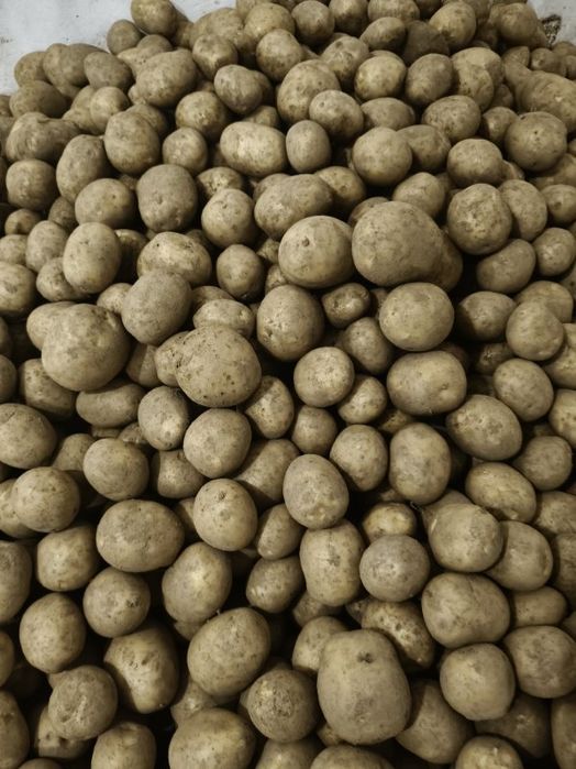 Ziemniaki Gala workowane po 15 kg