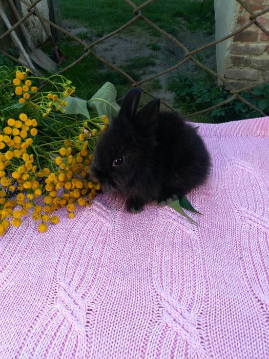 Кролики Декоративні Карликові Висловухі