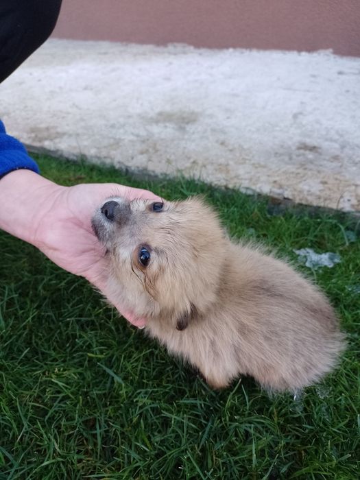 Віддам у добрі руки, 3 дівчинки, безплатно