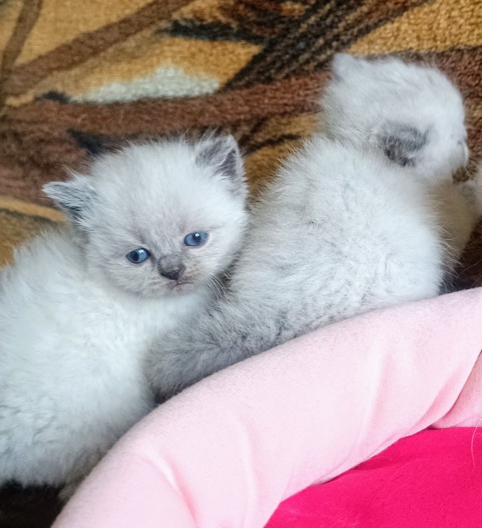 Шотландський блю поинт кошенята WCF документи..