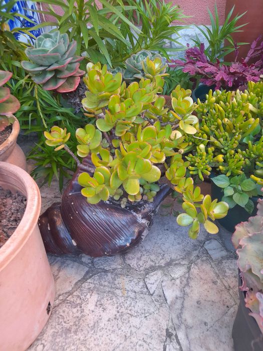 Plantas suculentas e cactos de variadas espécies