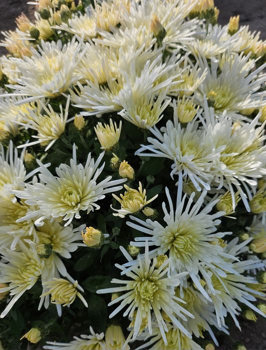 Chryzantemy drobnokwiatowe