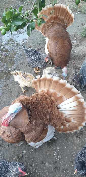 Vendo perus e gansos