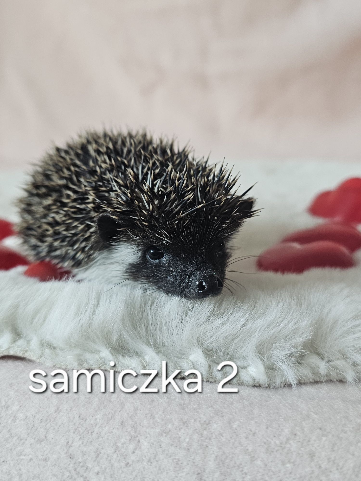 Jeż afrykanski jez pigmejski