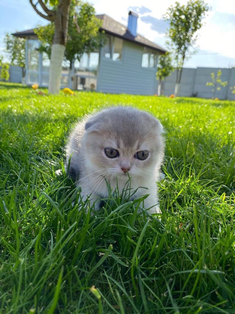 Срібна шиншила кошенята