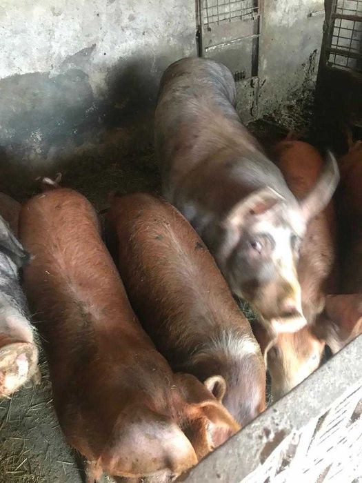 Продаємо свиней та поросят