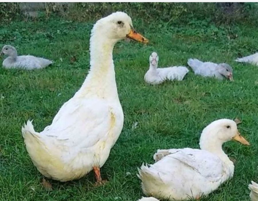 ОРВІЯ ст5 Качка має пісне м'ясо і багато яєць