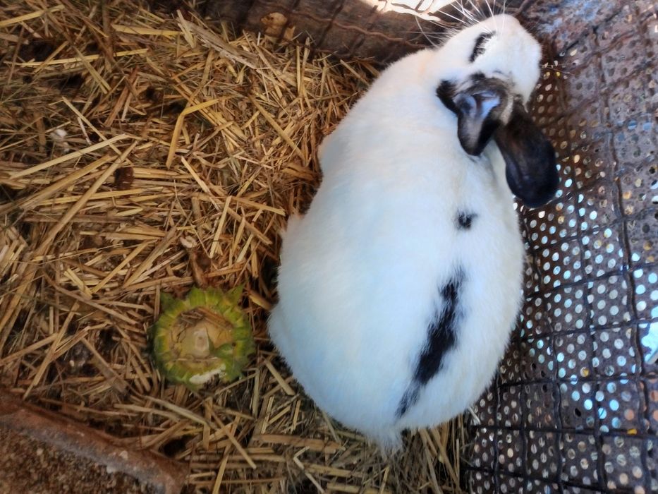 Olbrzym Srokacz Czarny (OSC) samica 12 mc-e