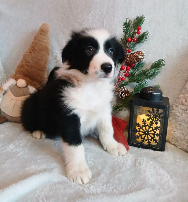 Border collie szczenię
