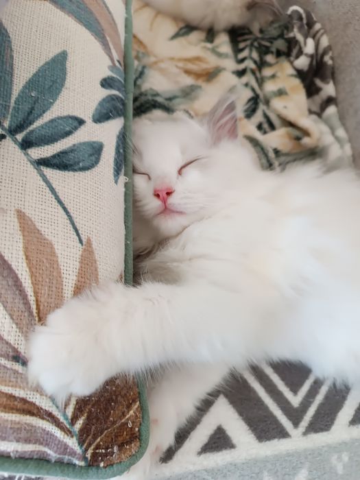 Kotek Ragdoll z legalnej hodowli