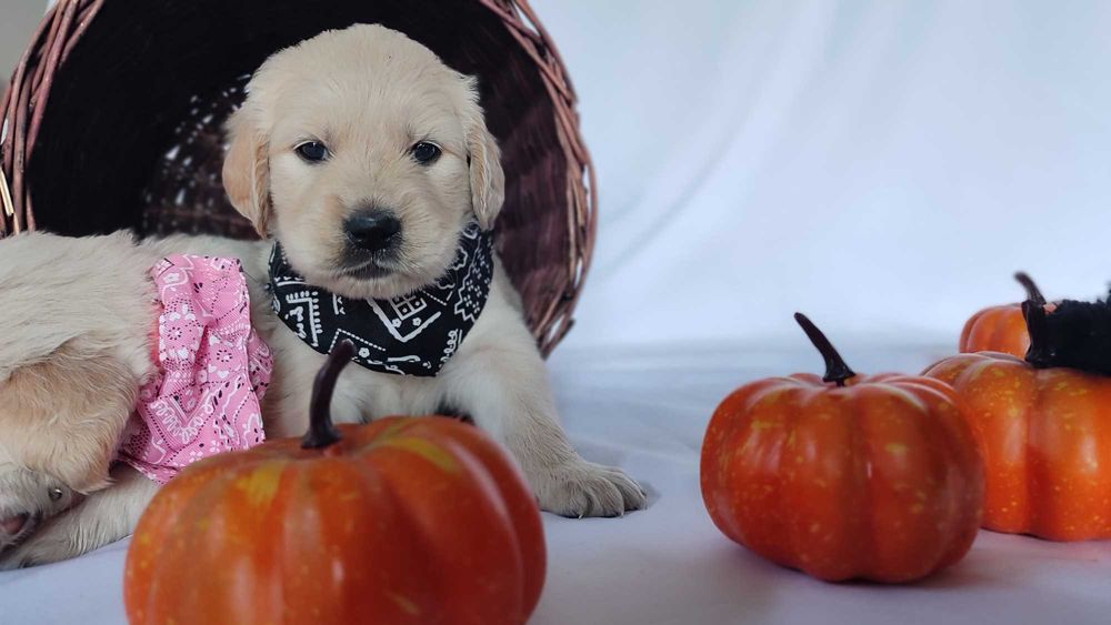 Golden Retriever szczenię do rezerwacji