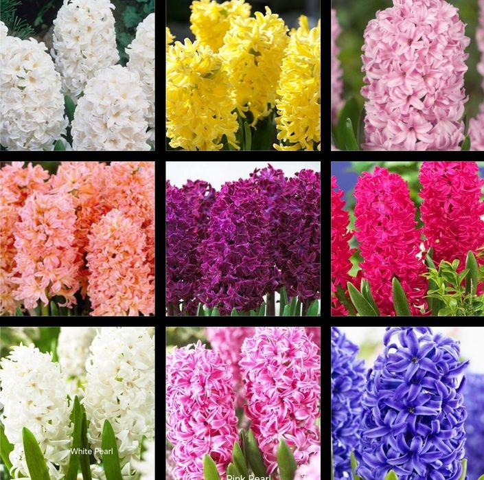 Гіацинт. Крокус. Голландія