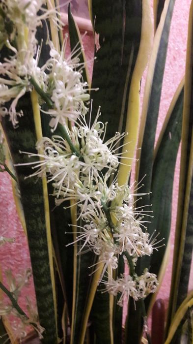 Щучий хвост, заречье ухо