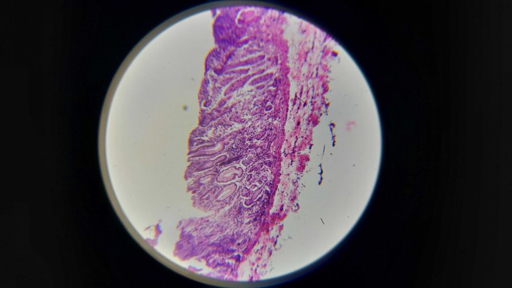 Шкільний мікроскоп SIGETA MB-115 40x-800x LED Mono