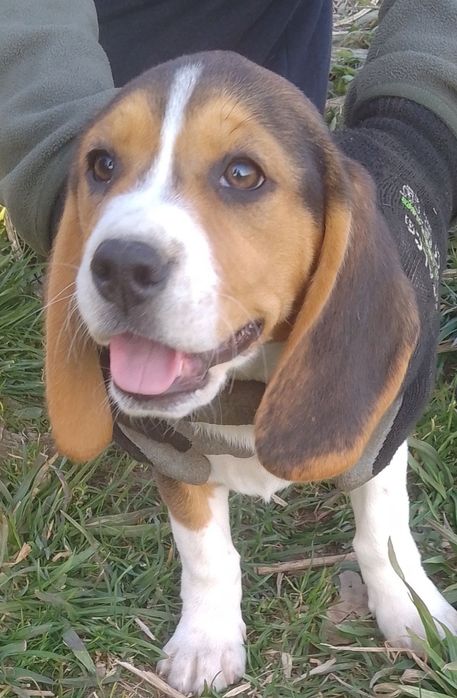 Piękny piesek Beagle