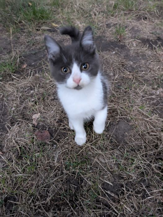 Віддам у хороші руки кошенят. Є котик і кошечка.