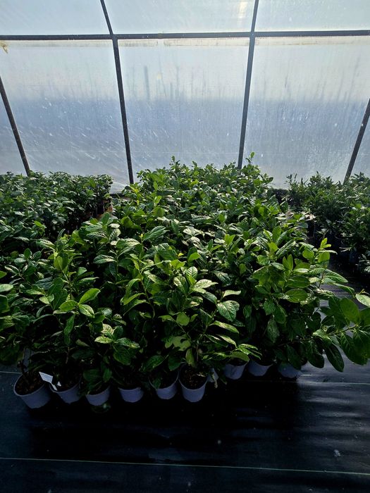 Laurowisnia Novita, Etna ,Otto  Luyken
Zapraszamy 
Zawichost ul.Trojca