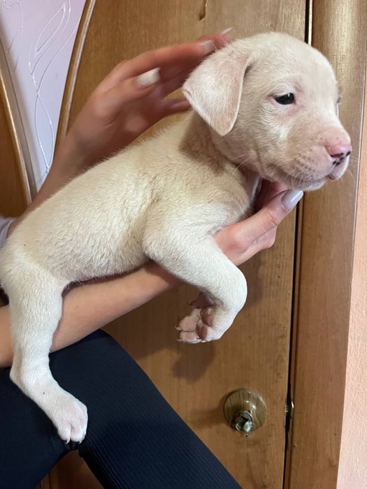 Аргентинский Дог