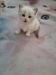 Bracia blue ragdoll bicolor i mitted