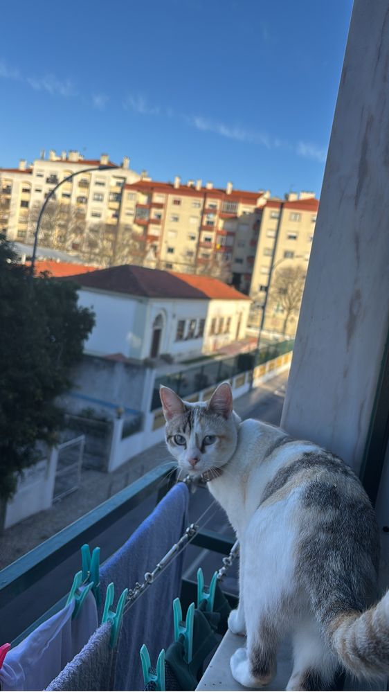 Doação de gata com 1 ano e totalmente tratada