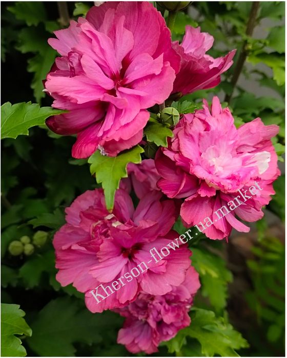 Гибискус древовидный Дюк де Брабант