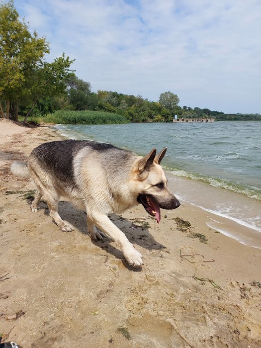 В'язка СЄВ східно-європейська вівчарка