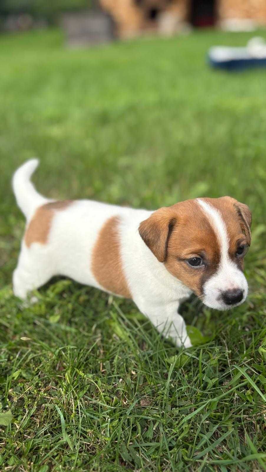 Sunia Fibi Jack Russel Terrier/ Magic Jack